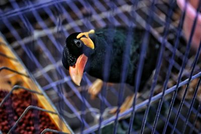 Close-up of hill myna in cage