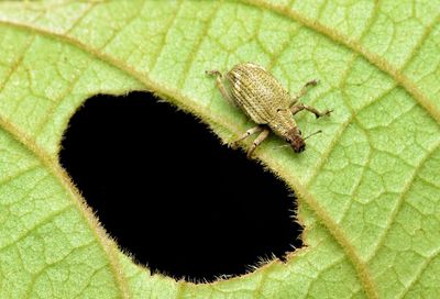 High angle view of insect on leaf