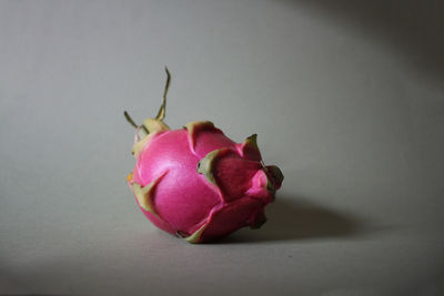 Close-up of pink flower over white background