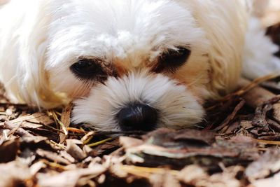 Close-up portrait of a dog