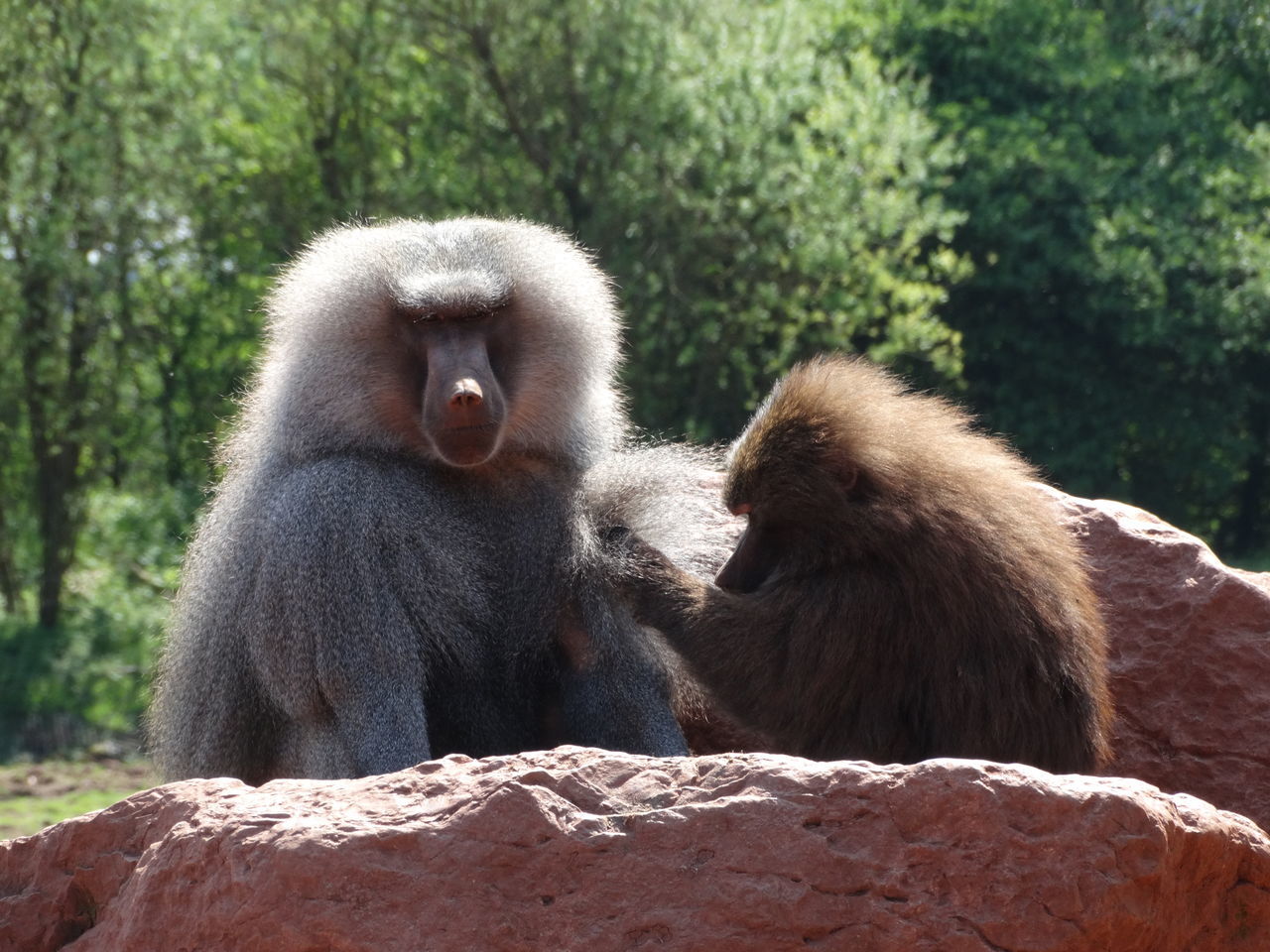 2 baboons