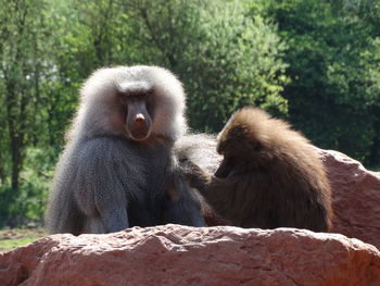 Close-up of monkey sitting on stone wall