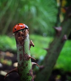 Close-up of ladybug on twig