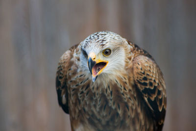 Close-up portrait of eagle