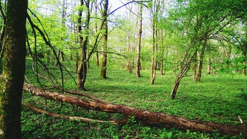 Trees in forest