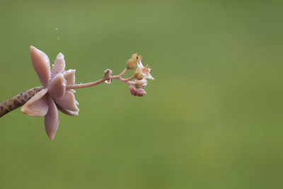 Close-up of plant