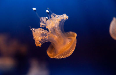 Close-up of orange jellyfish swimming