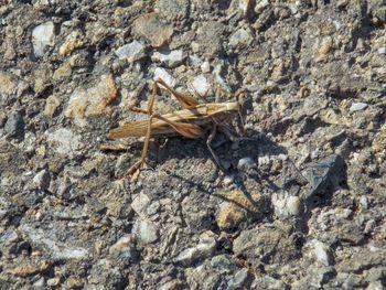 High angle view of insect on rock