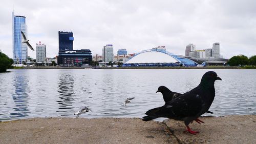 Swan perching on river by city against sky