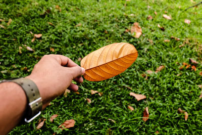 Cropped hand holding leaf on grassy field