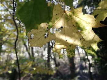 Close-up of raindrops on leaves