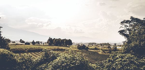 Panoramic view of agricultural field against sky