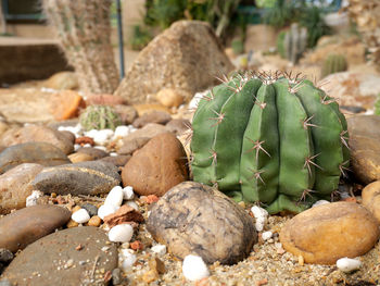 Close-up of succulent plant