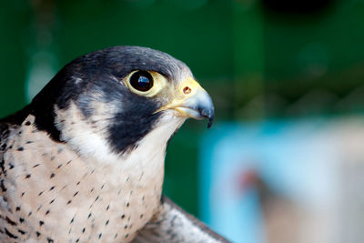 Close-up of a bird