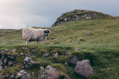 Sheep on field against sky