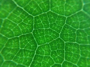 Macro shot of leaf