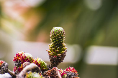 Close-up of flowering plant