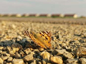 Close-up of butterfly on pebbles