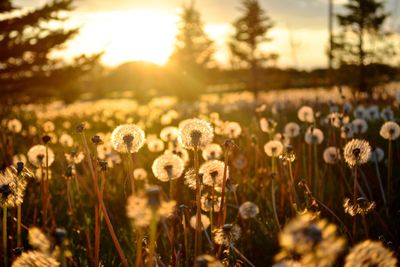 Close-up of flowers growing in field