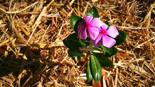 Close-up of pink flowers