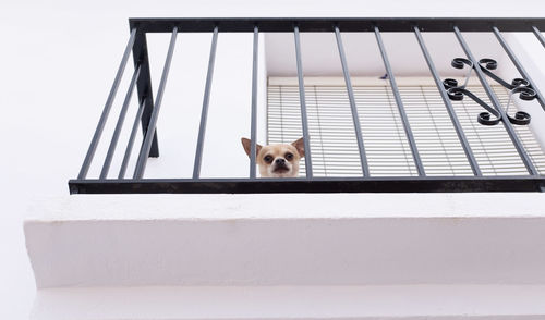 Portrait of a dog on wall