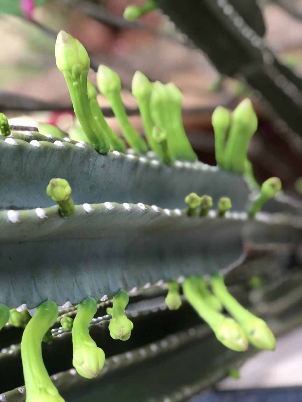 CLOSE-UP OF SUCCULENT PLANT IN POTTED PLANTS