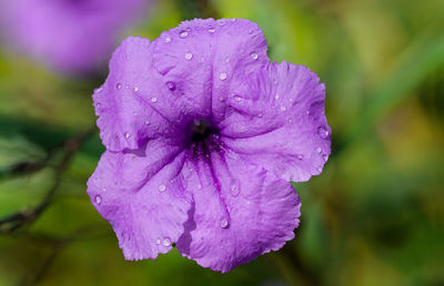 Close-up of wet purple flowering plant