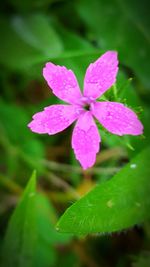 Close-up of pink flower