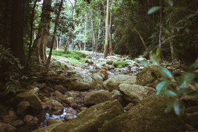Stream flowing through rocks in forest