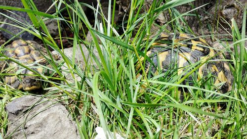 Close-up of grass growing on field