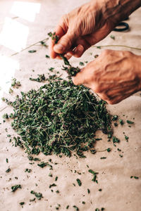 Cropped hand of person planting sapling