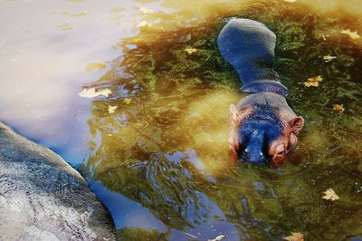 Close-up of fish swimming in lake