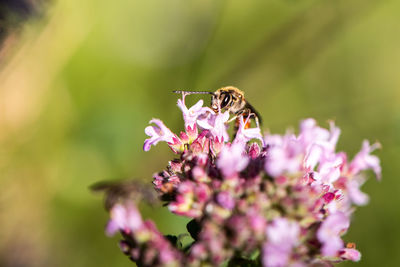 Close-up of bee pollinating on pink flower