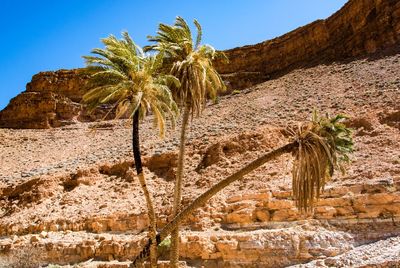 Plants growing in desert against sky