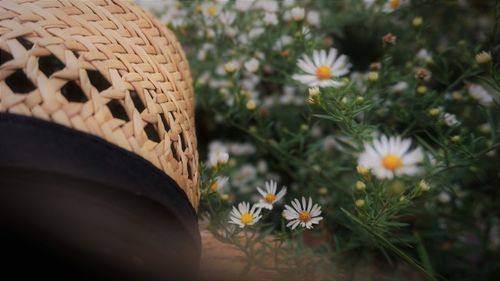 Close-up of white daisy flowers on hat