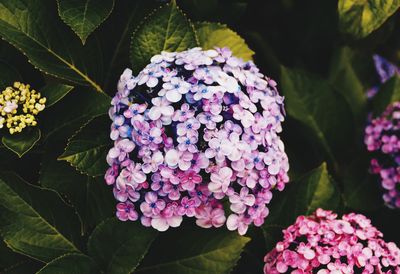 Close-up of purple hydrangea blooming outdoors