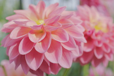 Close-up of pink dahlia