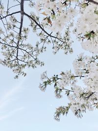 Low angle view of flowers