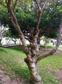 tree