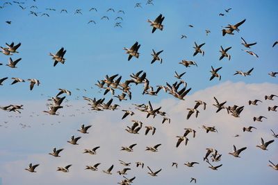 Flock of geese flying against sky