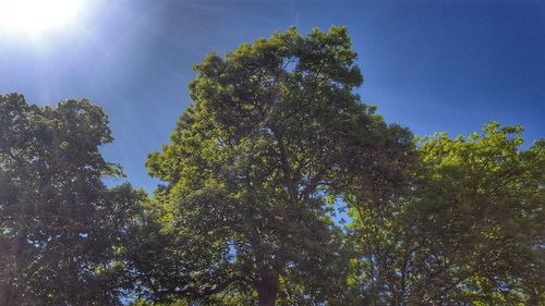 Low angle view of trees against sky