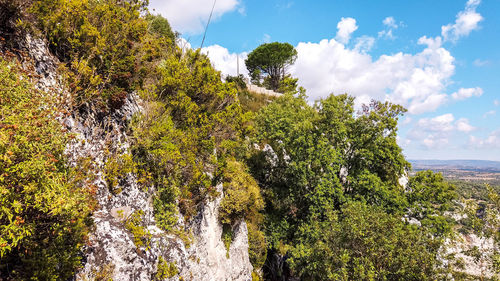 Plants growing by sea against sky