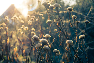 Close-up of wildflowers on sunny day