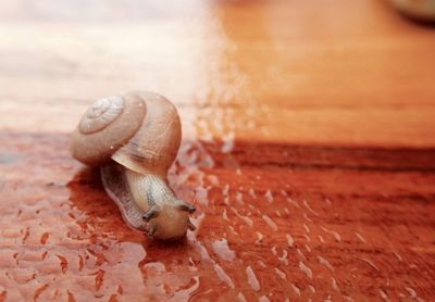 Close-up of snail