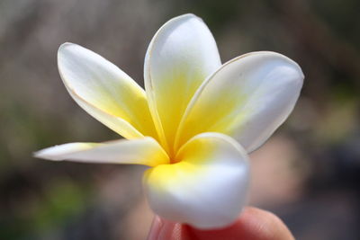 Close-up of hand holding white flowering plant