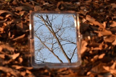 Close-up of bare tree against window