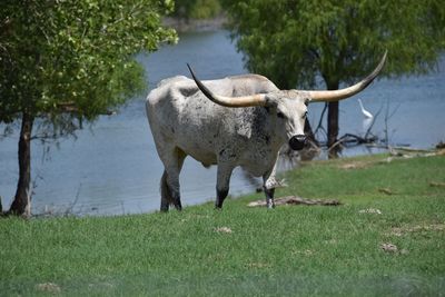 Texas longhorn cattle at lakeshore