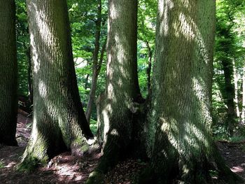 Trees in forest