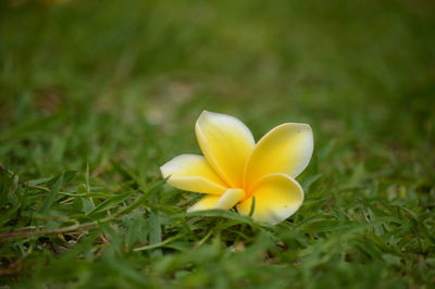 Close-up of yellow crocus flower on field
