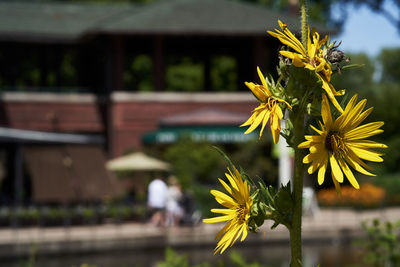 Close-up of yellow flowering plant